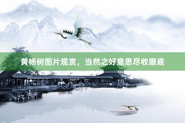 黄杨树图片观赏，当然之好意思尽收眼底