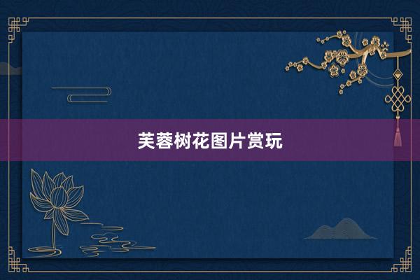 芙蓉树花图片赏玩